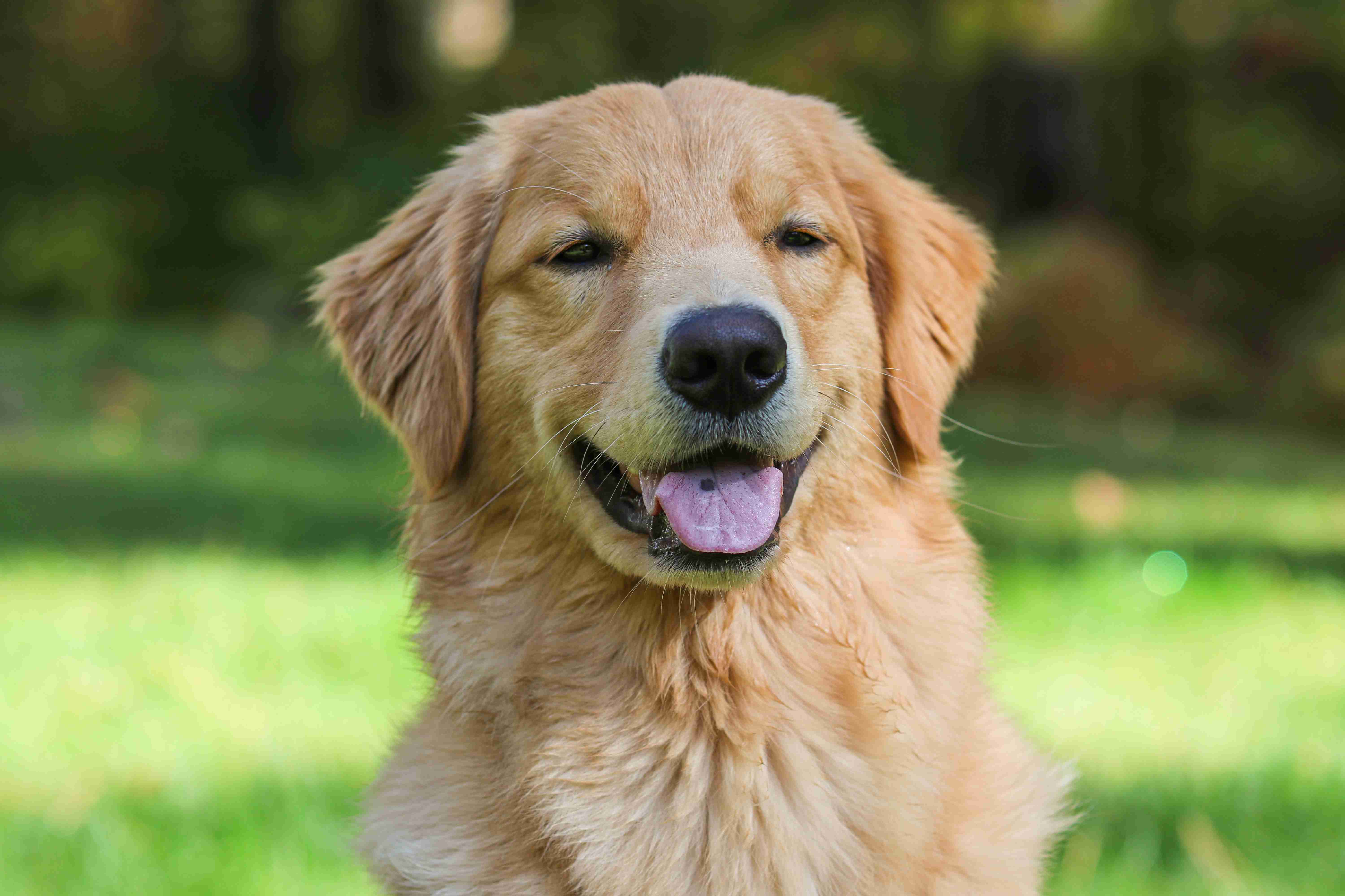 How can I help my golden retriever maintain a healthy weight?